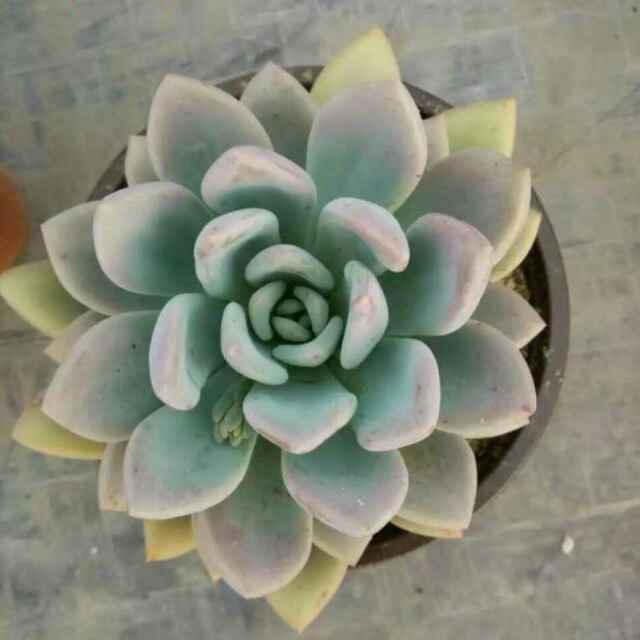 冬日暖阳