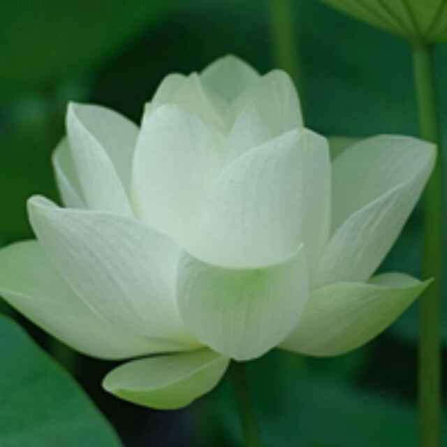 恒河沙