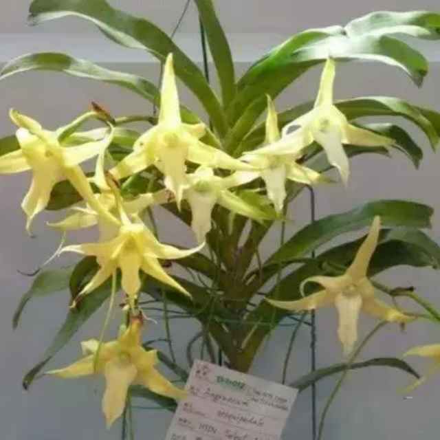 仰止亭