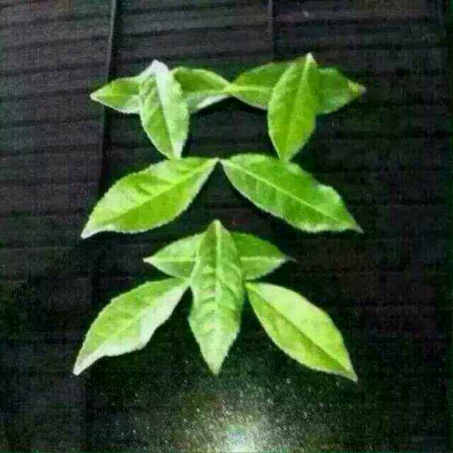 人生三杯茶
