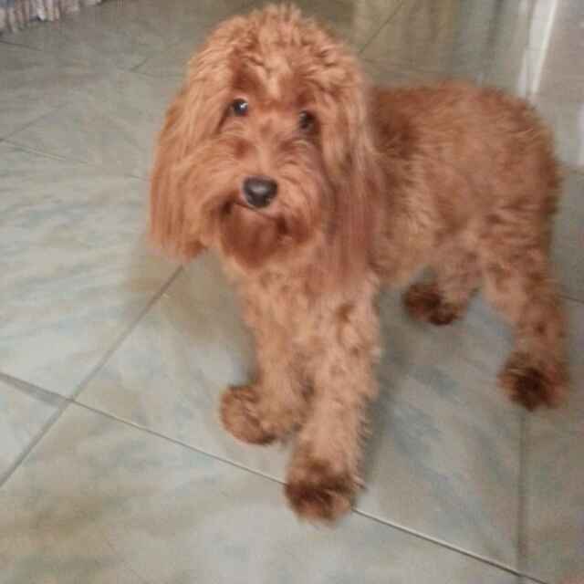 老猫