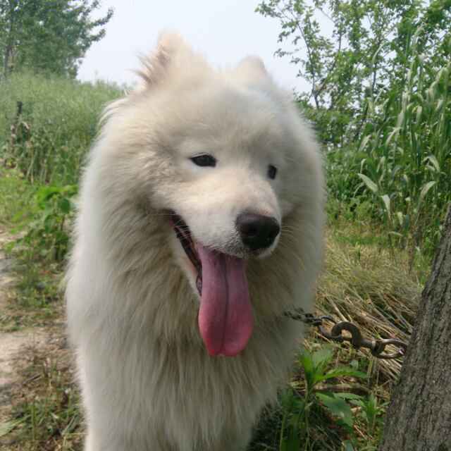 玉兰花开…苏琳