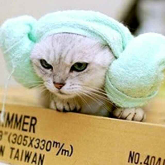 猫西西