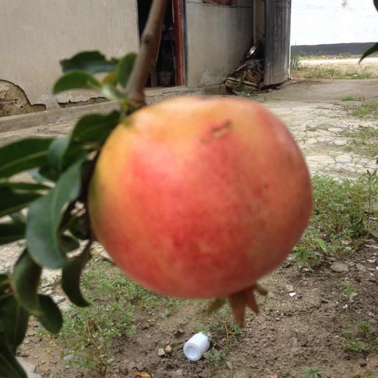 阿里巴巴。张如国