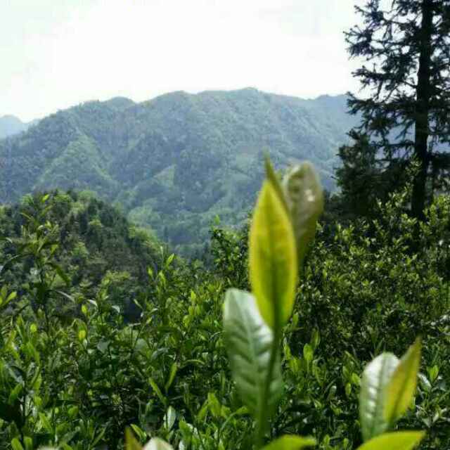 彭曉明魁泰和茶業