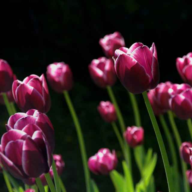 http://wx.qlogo.cn/mmopen/vi_32/FEiaJjQW5V2zPUoTD0GaXO4SGOksNyyImkiaGHKDEeobEmEc5LdbpCyUPAhxJqUBFDvq4f7EIA3rNLNcelKVDYtQ/0