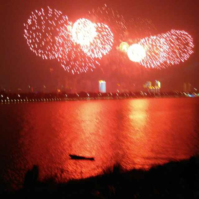 小海豚_31296275