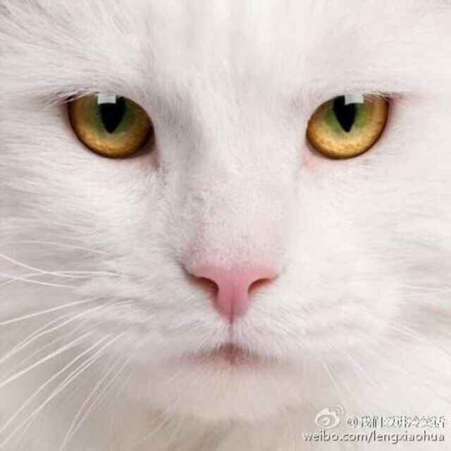 家貓小白