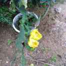 知足者长乐50758