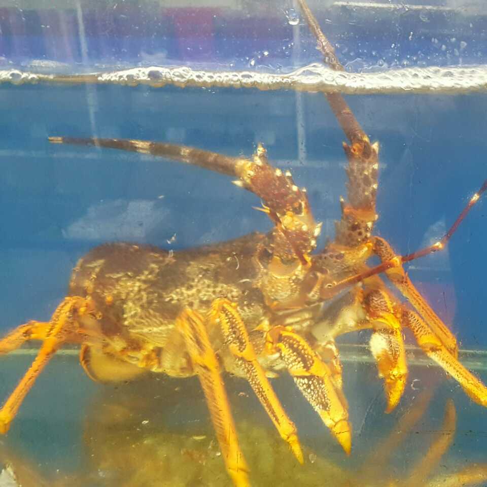 四爺