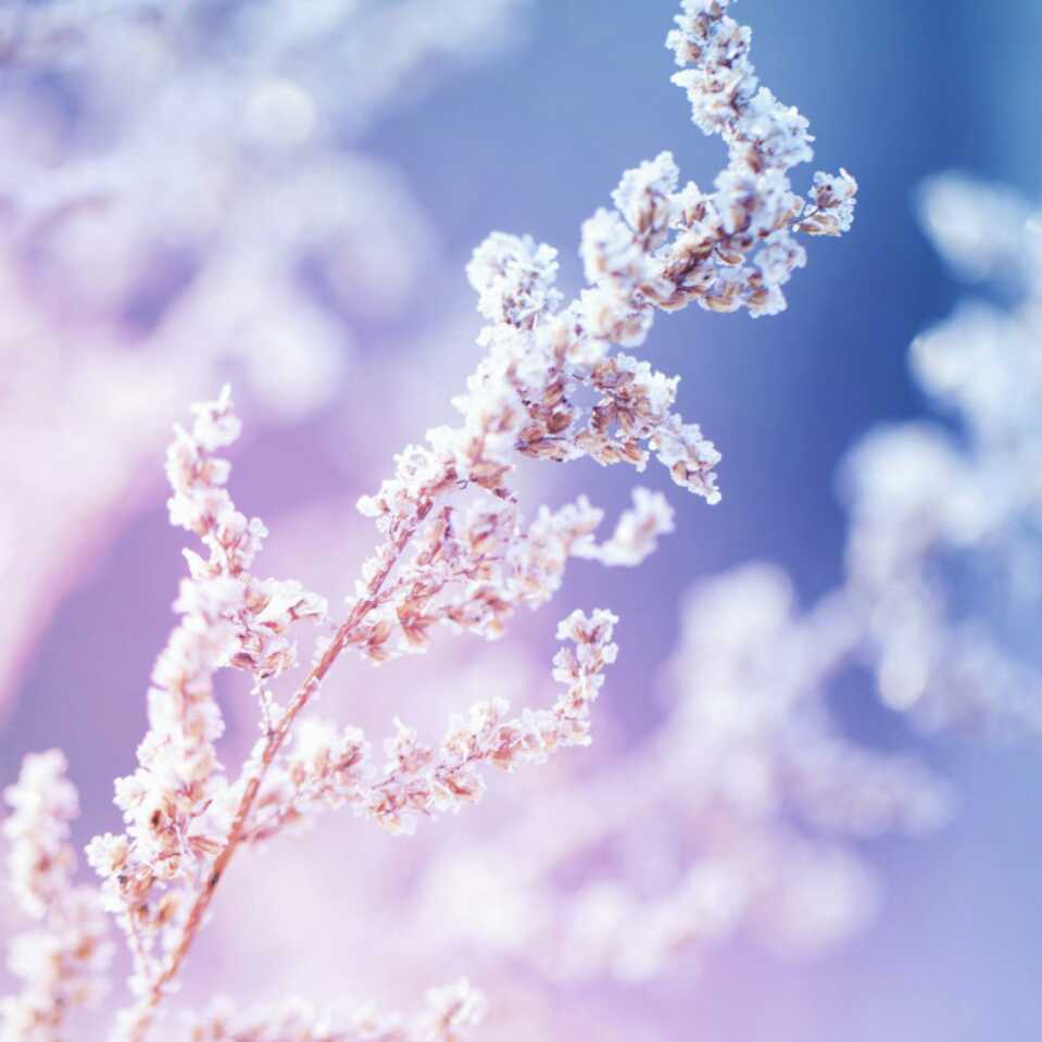 茹茹的头像
