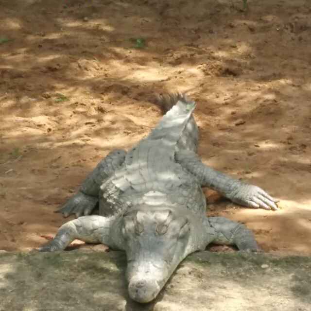 独行侠（仗剑走天涯）