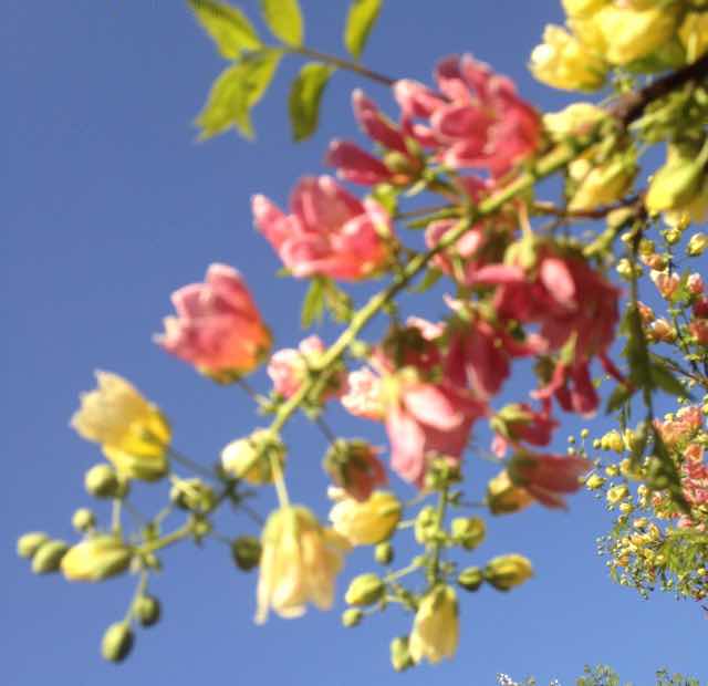 ����Ů��