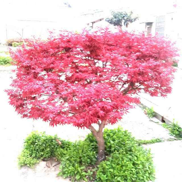 平安