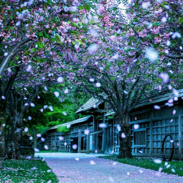 夏天的雪花的头像