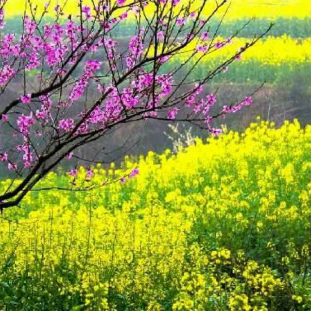 陈满芬