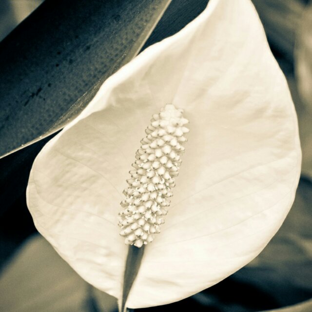 不忘初心，方得始终。32446