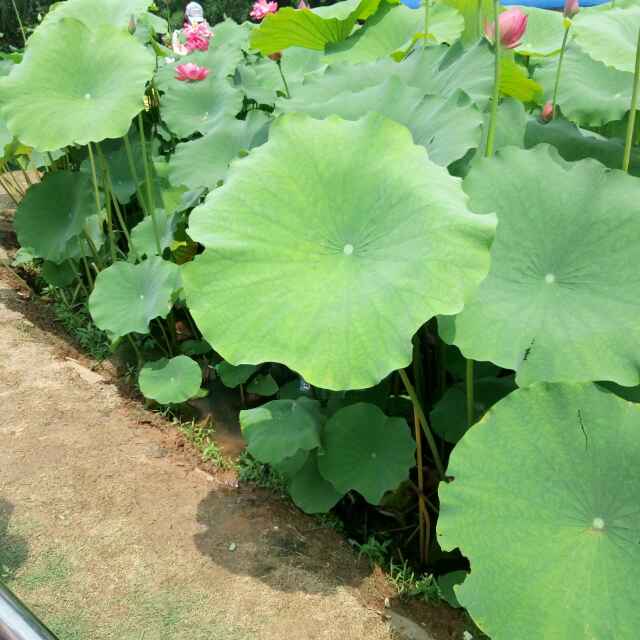 高合群