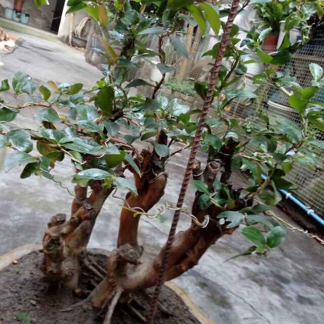 无奈的人生（沈chuan)