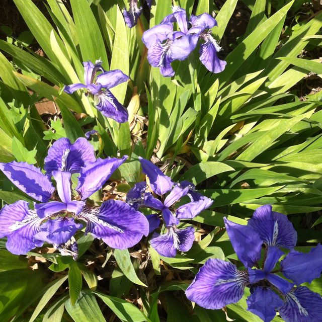 泡菜