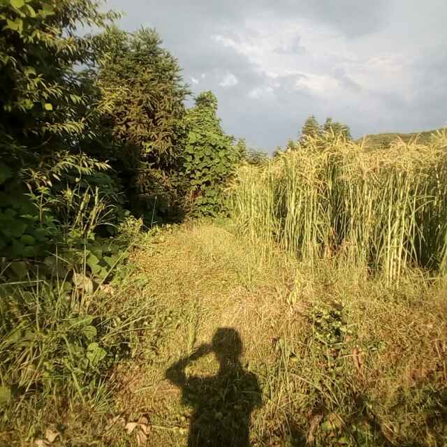 残碎、阳光