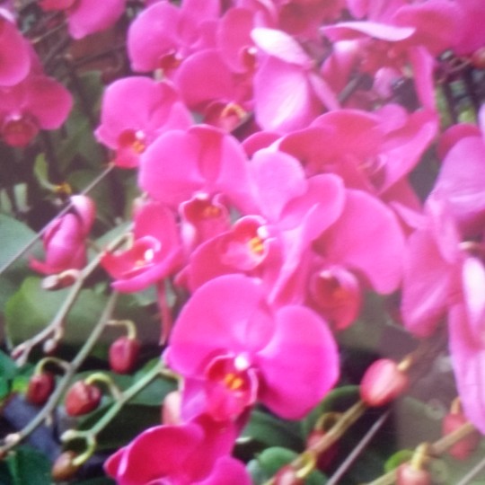 海拉尔、张秀英