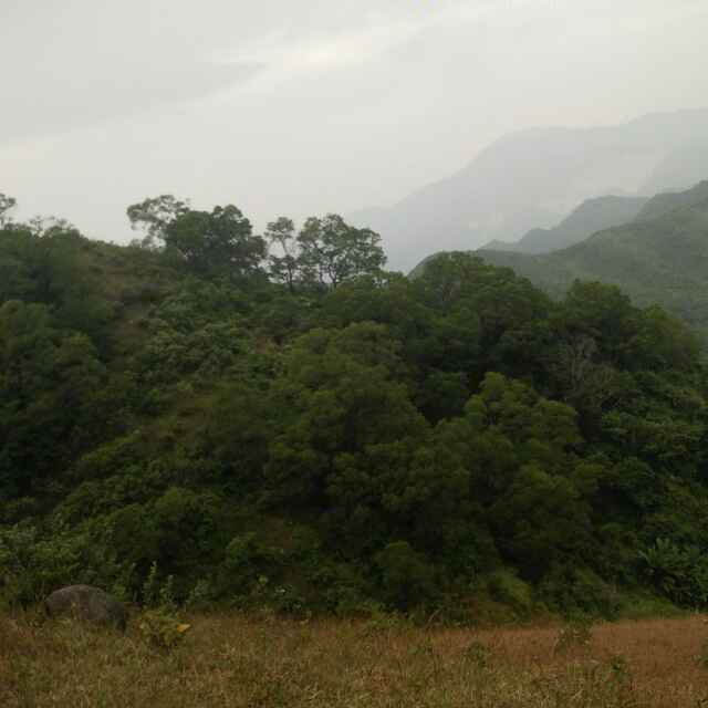 小海豚_44431621