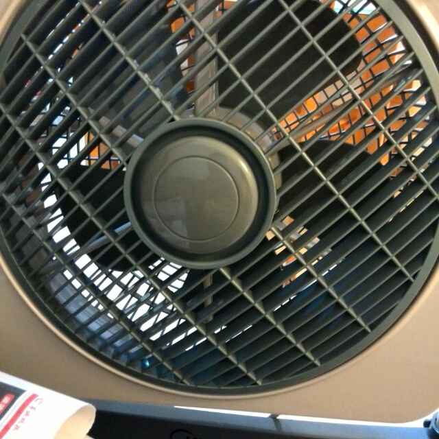 燕子的