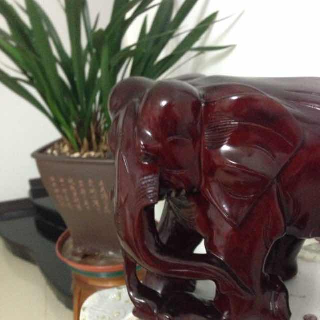 云上雪芽古树滇红