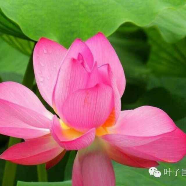i3131鱼