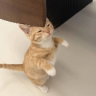 来财5456