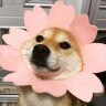 其实如飞鸟