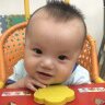 哲宝吃什么