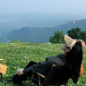央央美食