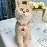 阿贵养了7只猫