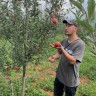 原生态高海拔水果