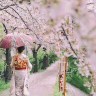日本婆婆阳子