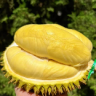 榴莲老树3.0