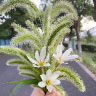 一宁吖妹儿