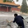 宫猫图鉴