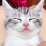 泡泡糖是只猫