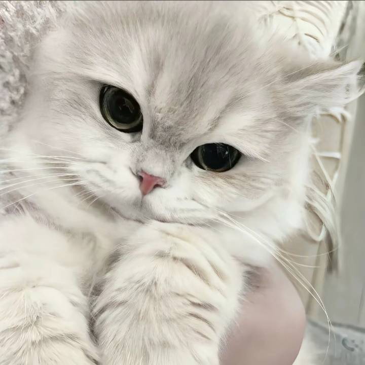 招财是只可爱喵