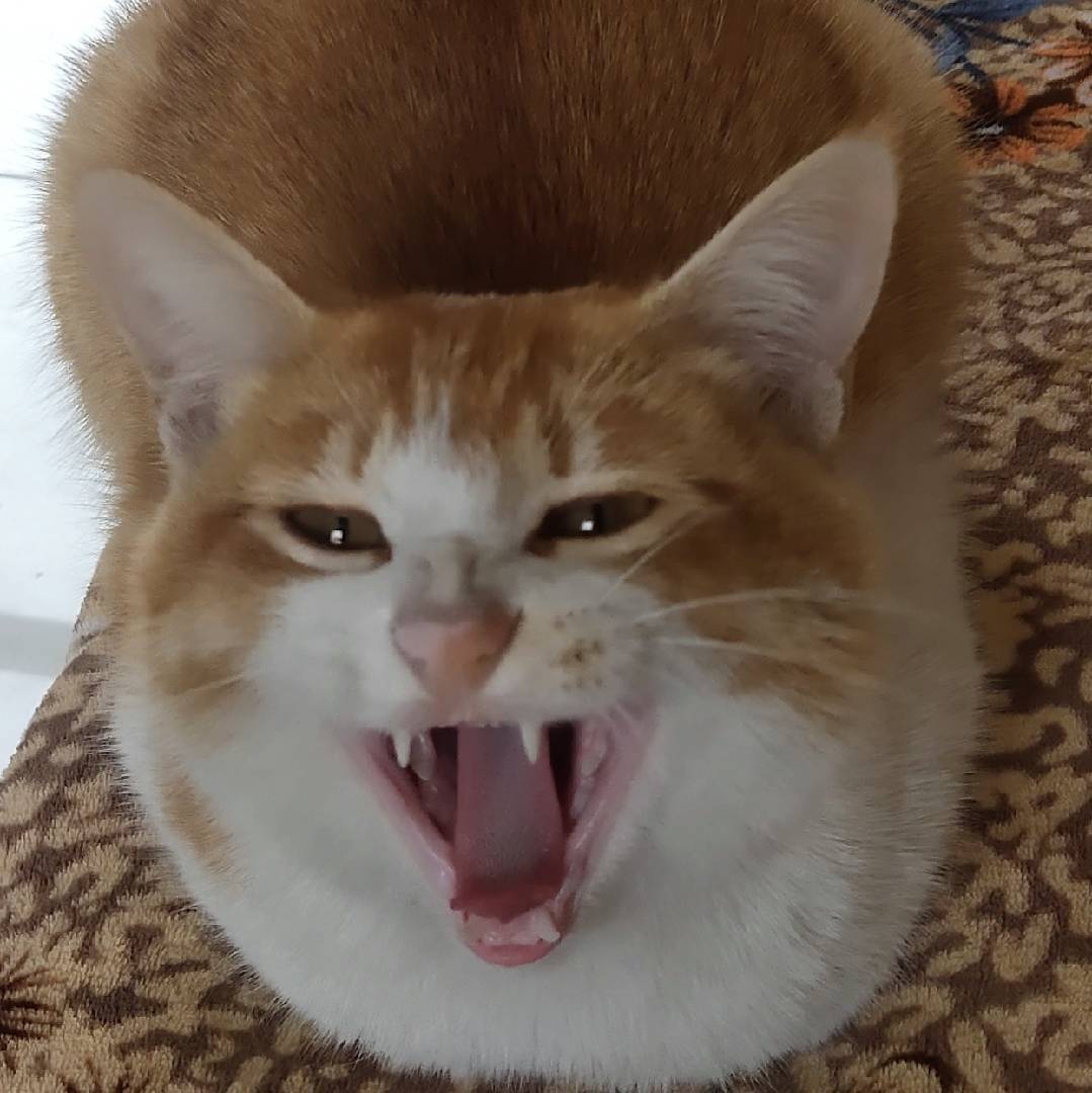 FX小猫猪咪