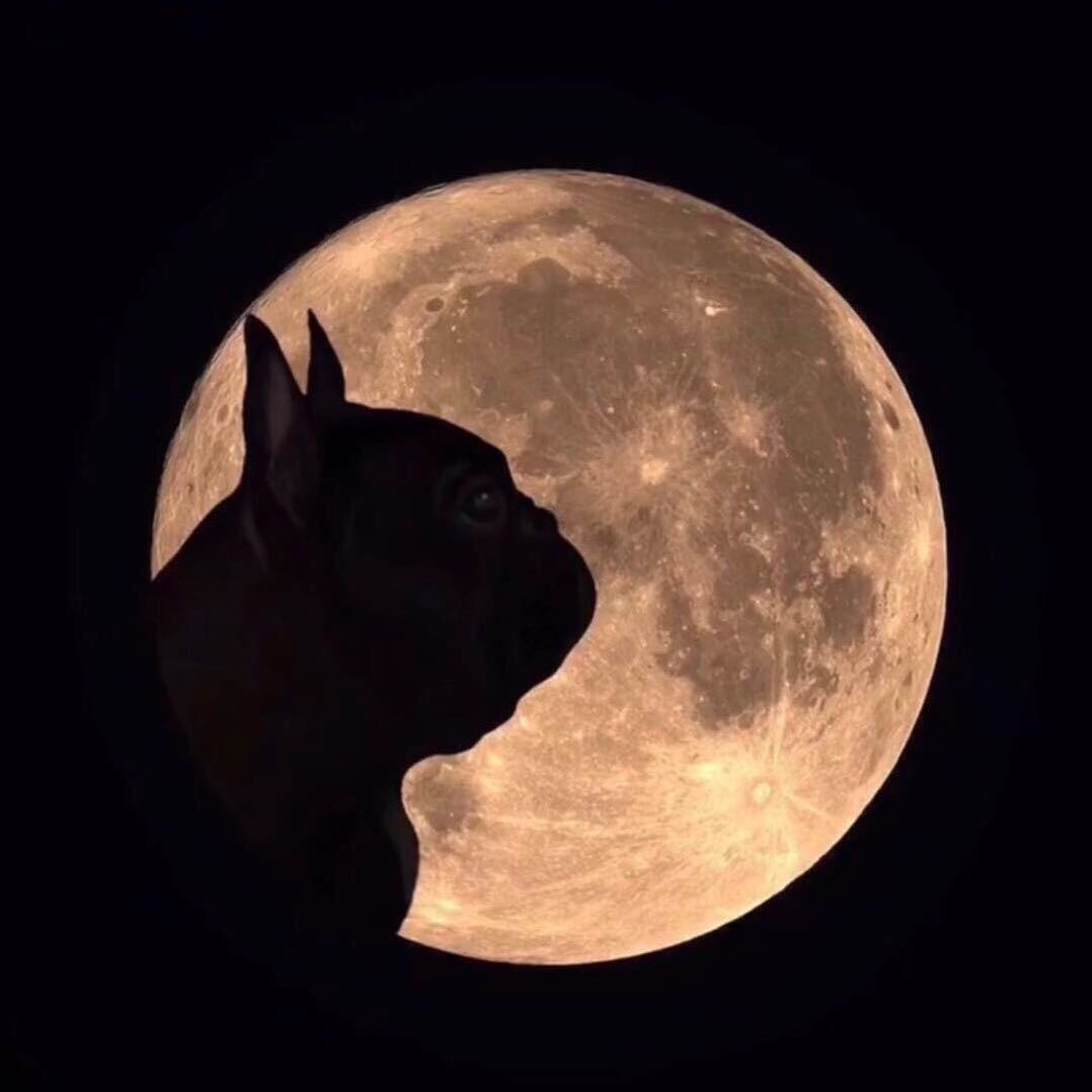 安徽汪星球宠物