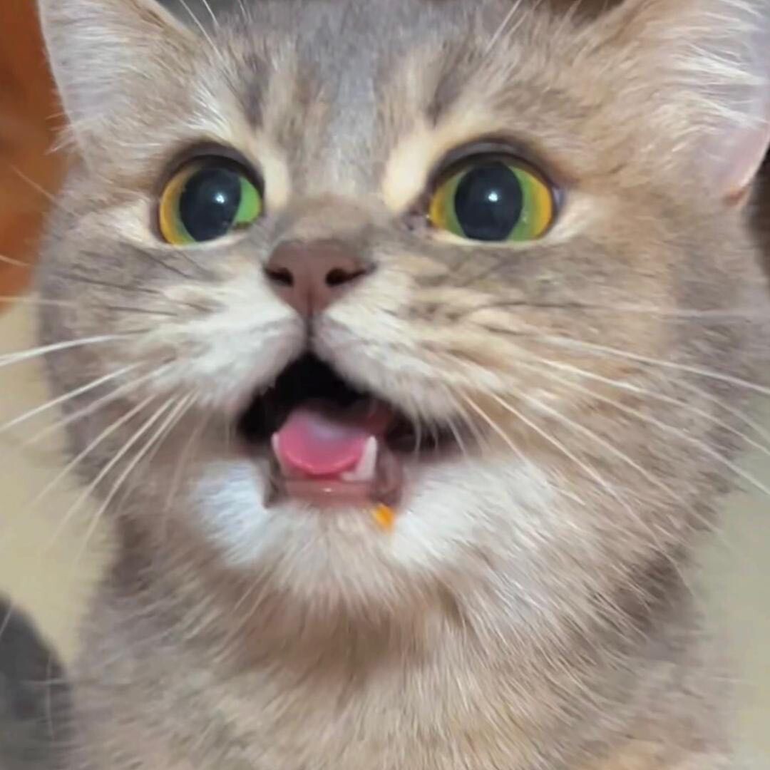 馋猫崽崽