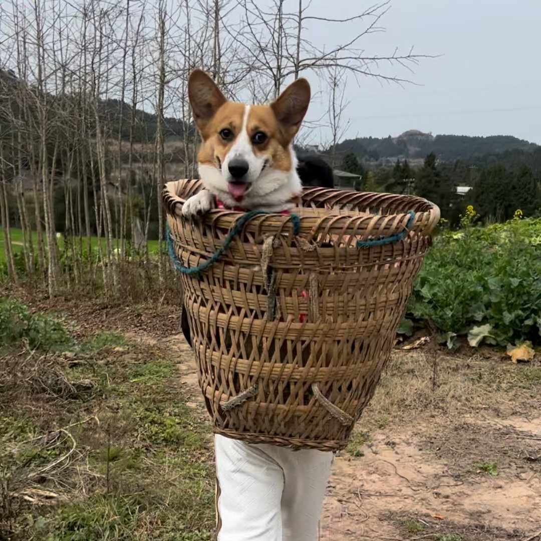 小柯基团团