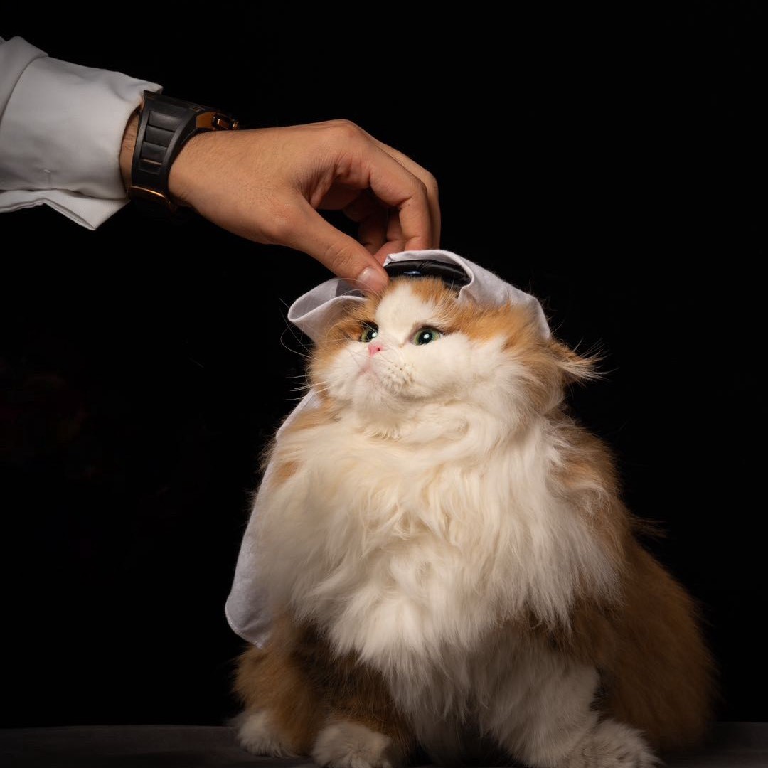 梅西的猫Messi