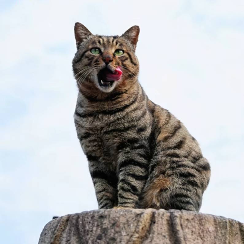 老王爱喂猫灬