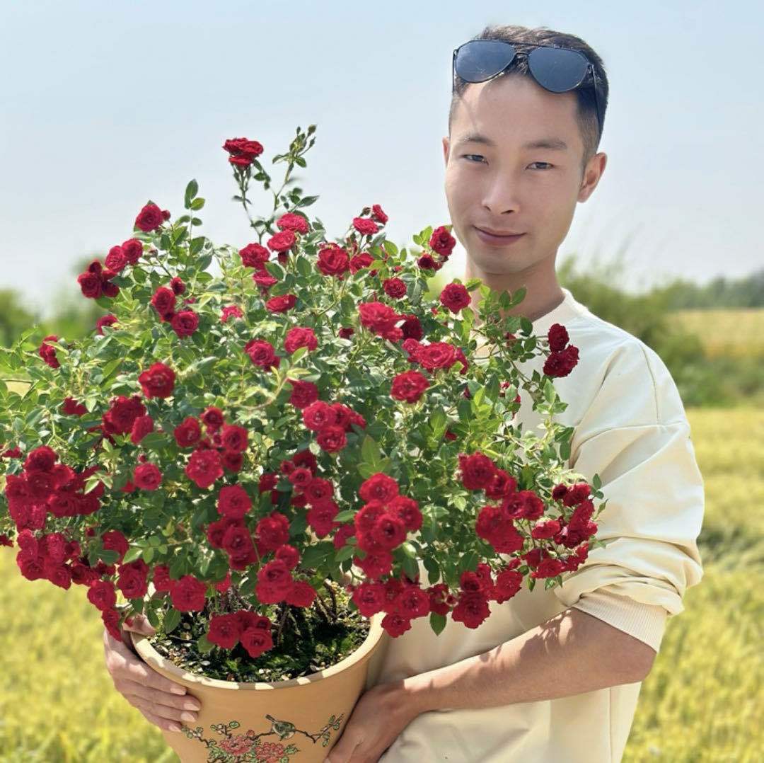 月季树下的随风