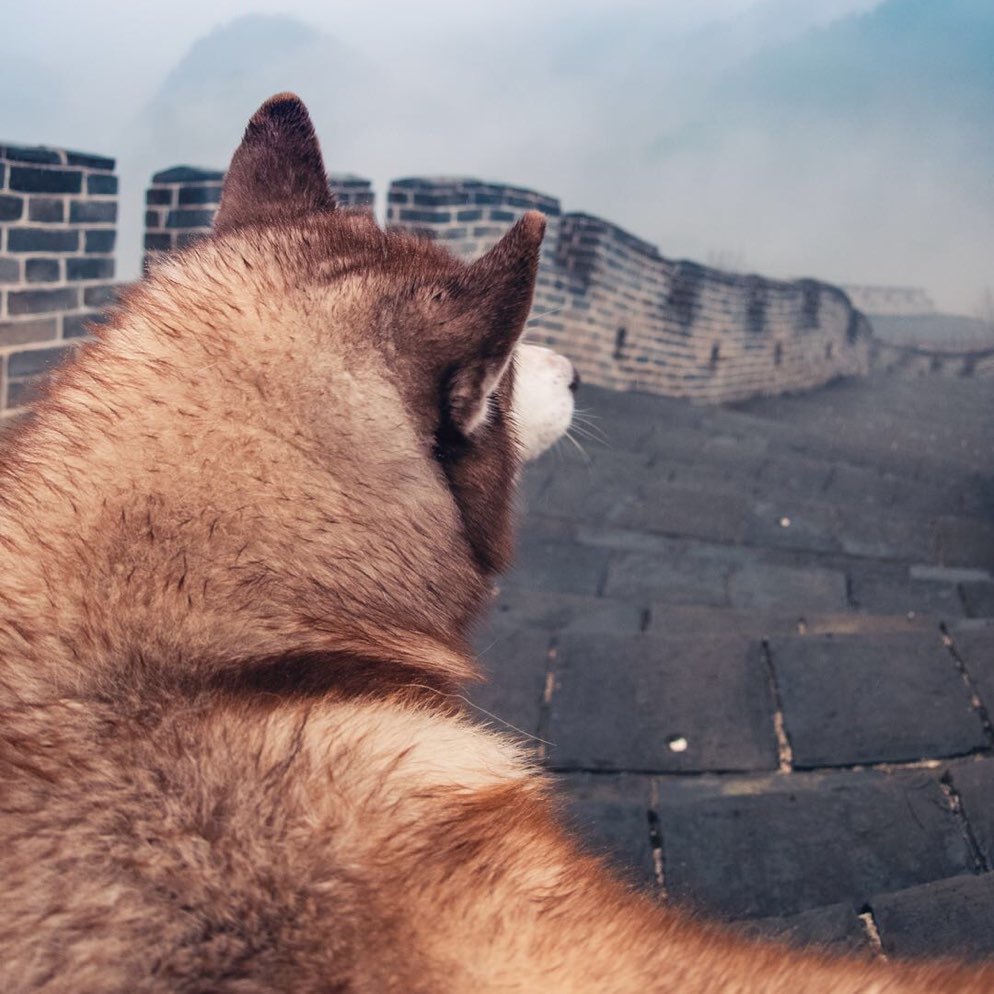 宠物摄影师张天航